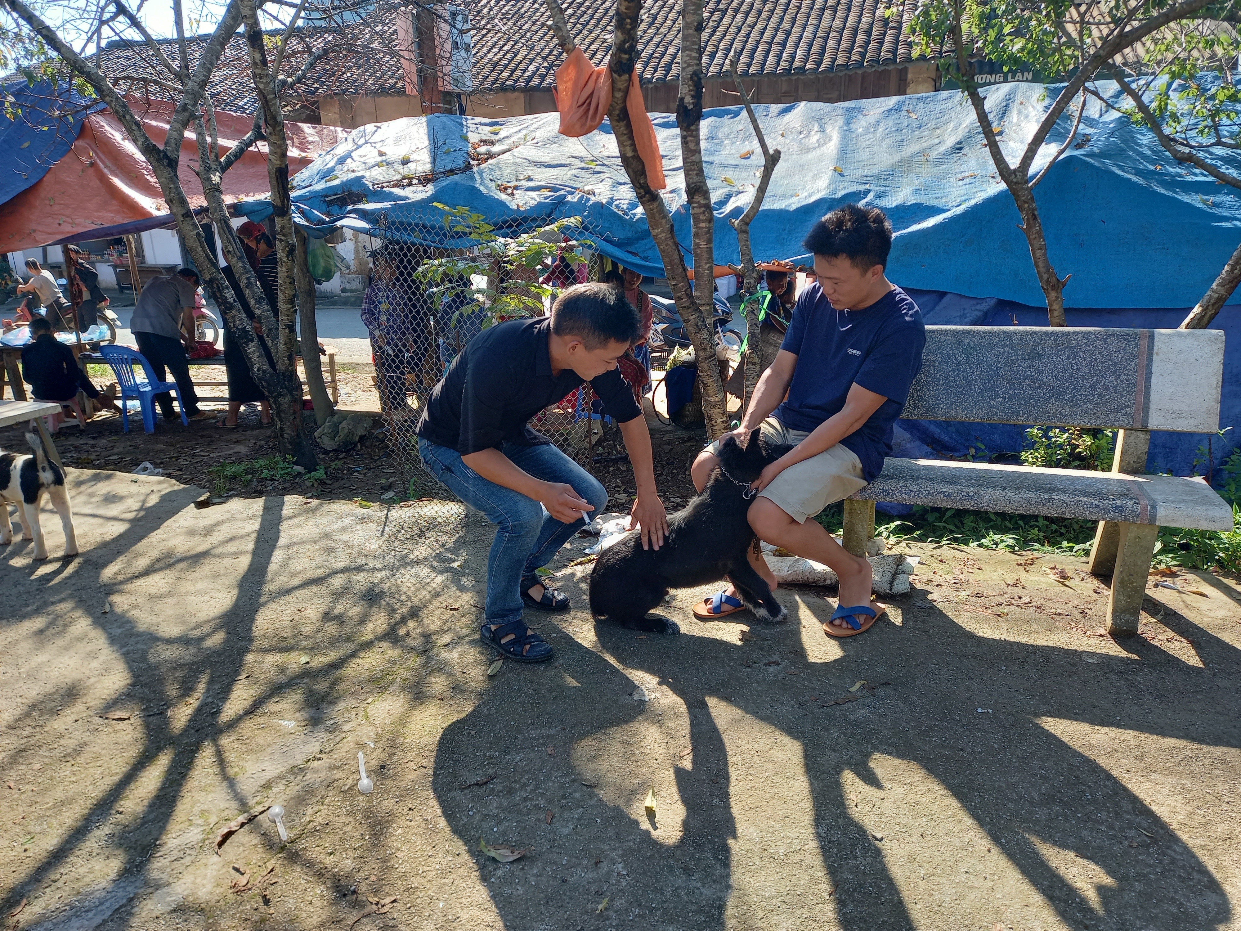 Trạm thú y huyện phối hợp với   xã Lũng Phìn tiêm phòng dại cho đàn chó trên địa bàn  xã Lũng Phìn